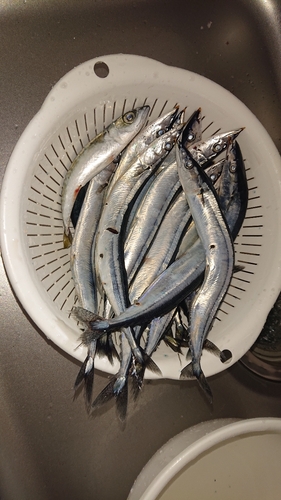 サンマの釣果