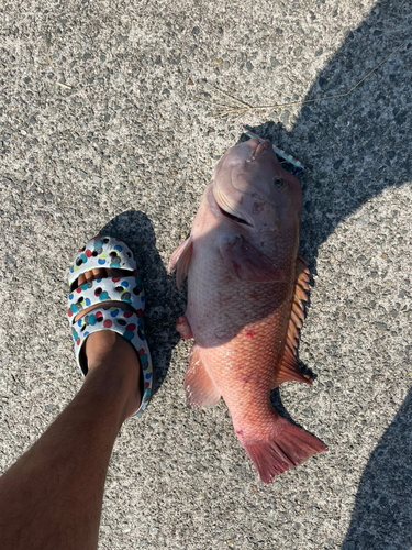 コブダイの釣果