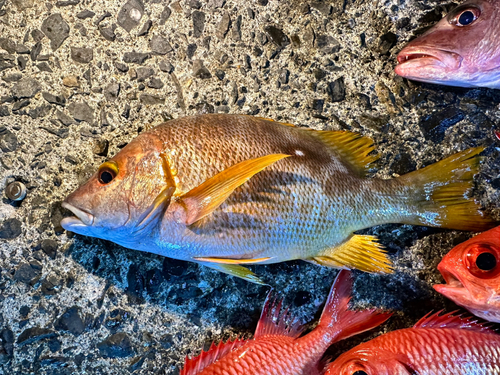 シブダイの釣果