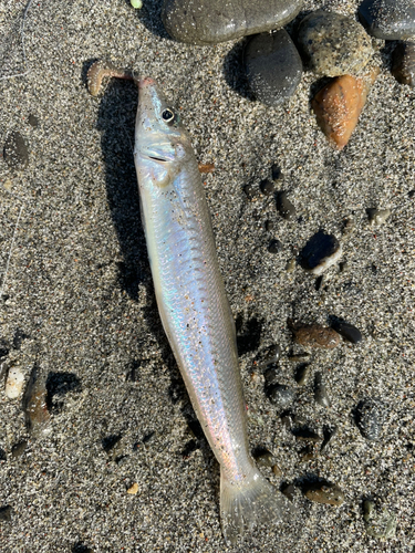 シロギスの釣果