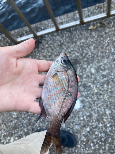 ウミタナゴの釣果