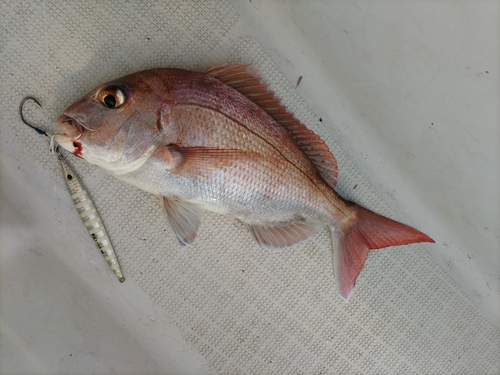 マダイの釣果