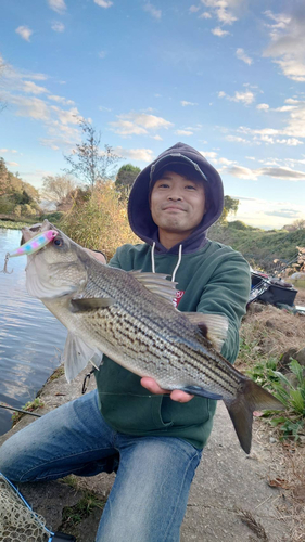 ストライパーの釣果