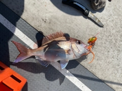 マダイの釣果