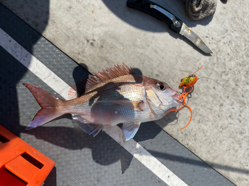 マダイの釣果