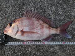 マダイの釣果