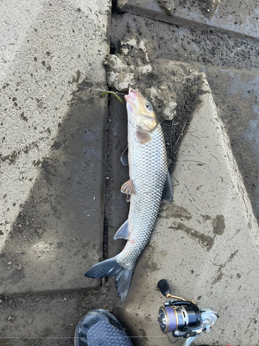 ニゴイの釣果