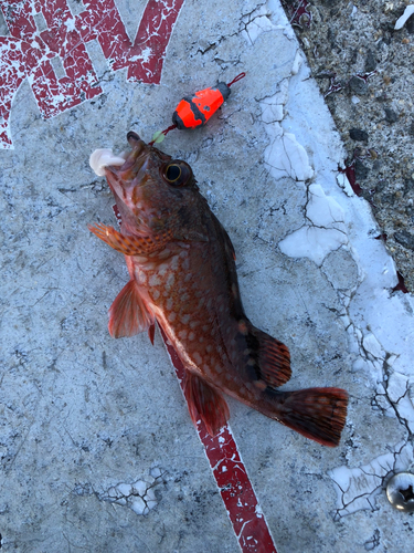 アラカブの釣果