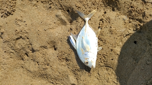 メッキの釣果