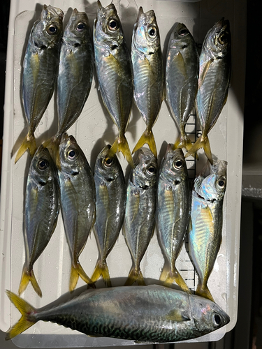 アジの釣果