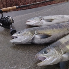 アキアジの釣果