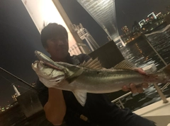 スズキの釣果