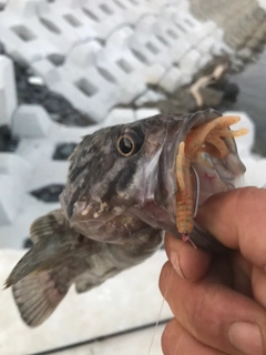 クロソイの釣果