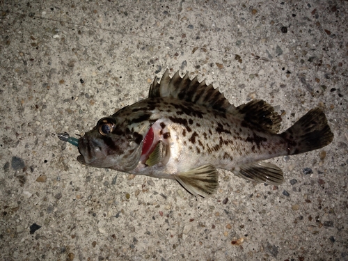 クロソイの釣果