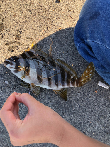 タカノハダイの釣果