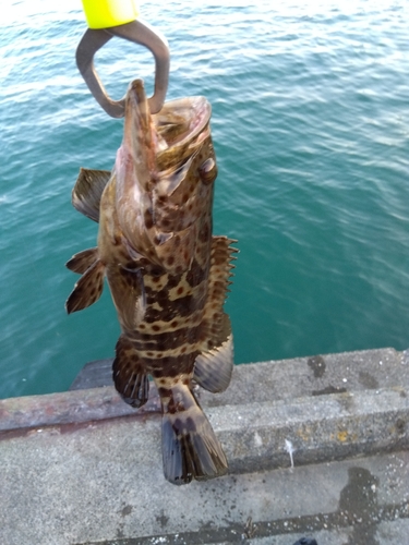 チャイロマルハタの釣果