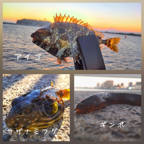 アイゴの釣果