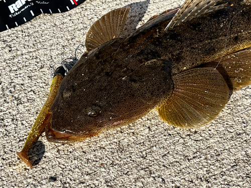 マゴチの釣果