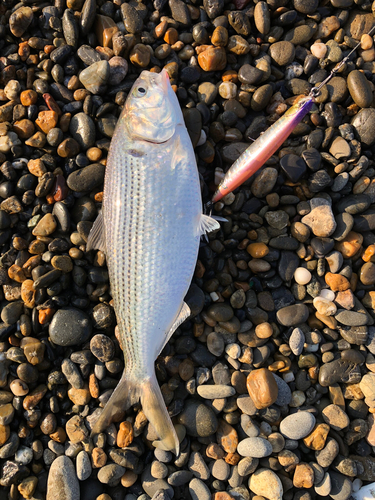 コノシロの釣果