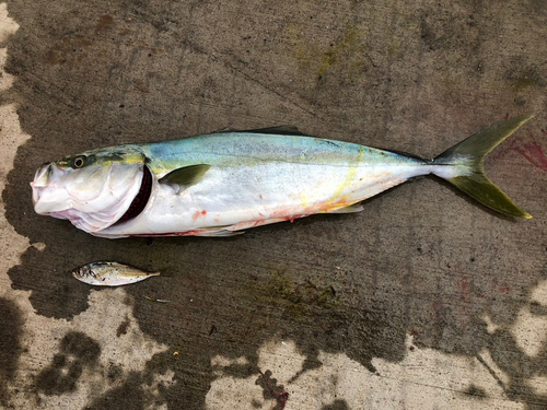 ワラサの釣果