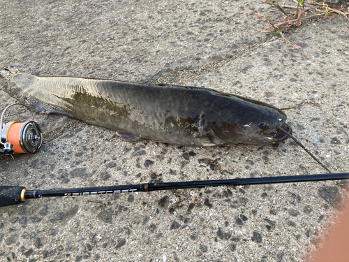 ナマズの釣果