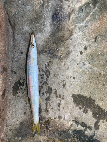 カマスの釣果