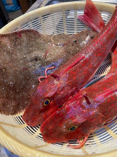 ホウボウの釣果