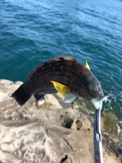 ホシササノハベラの釣果