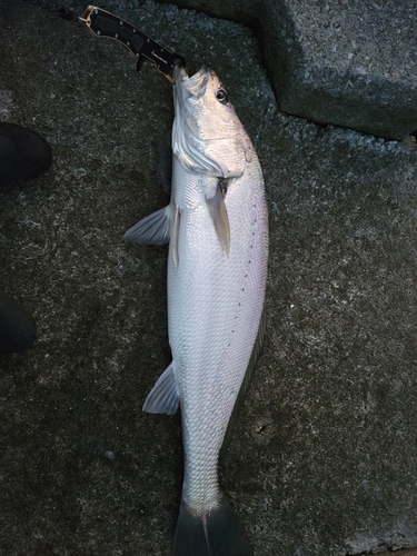 オオニベの釣果