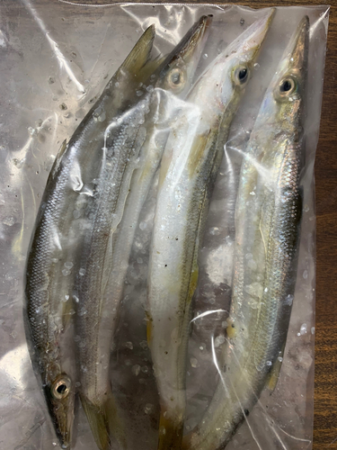 カマスの釣果