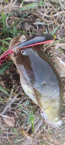 ナマズの釣果