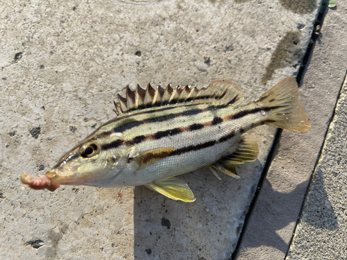 コトヒキの釣果