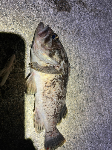 クロソイの釣果