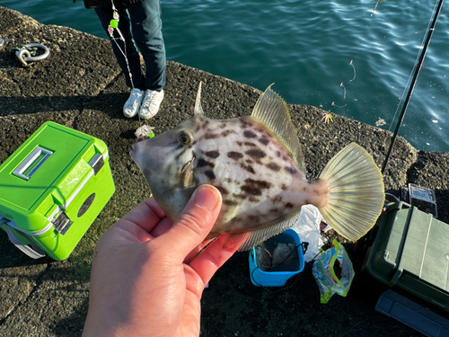 カワハギの釣果