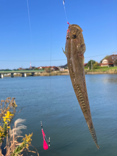 ハゼの釣果