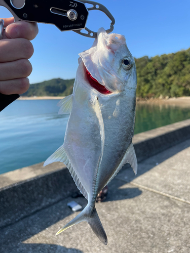 オニヒラアジの釣果