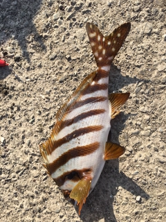 タカノハダイの釣果