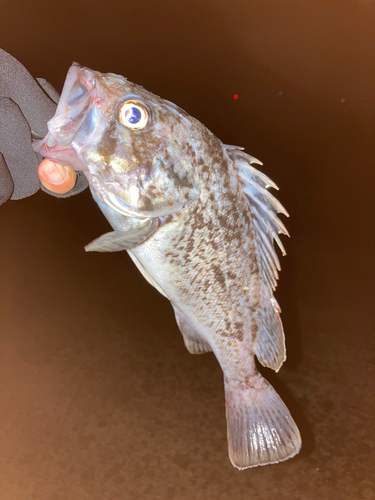 クロソイの釣果