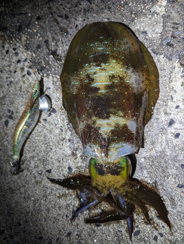 アオリイカの釣果