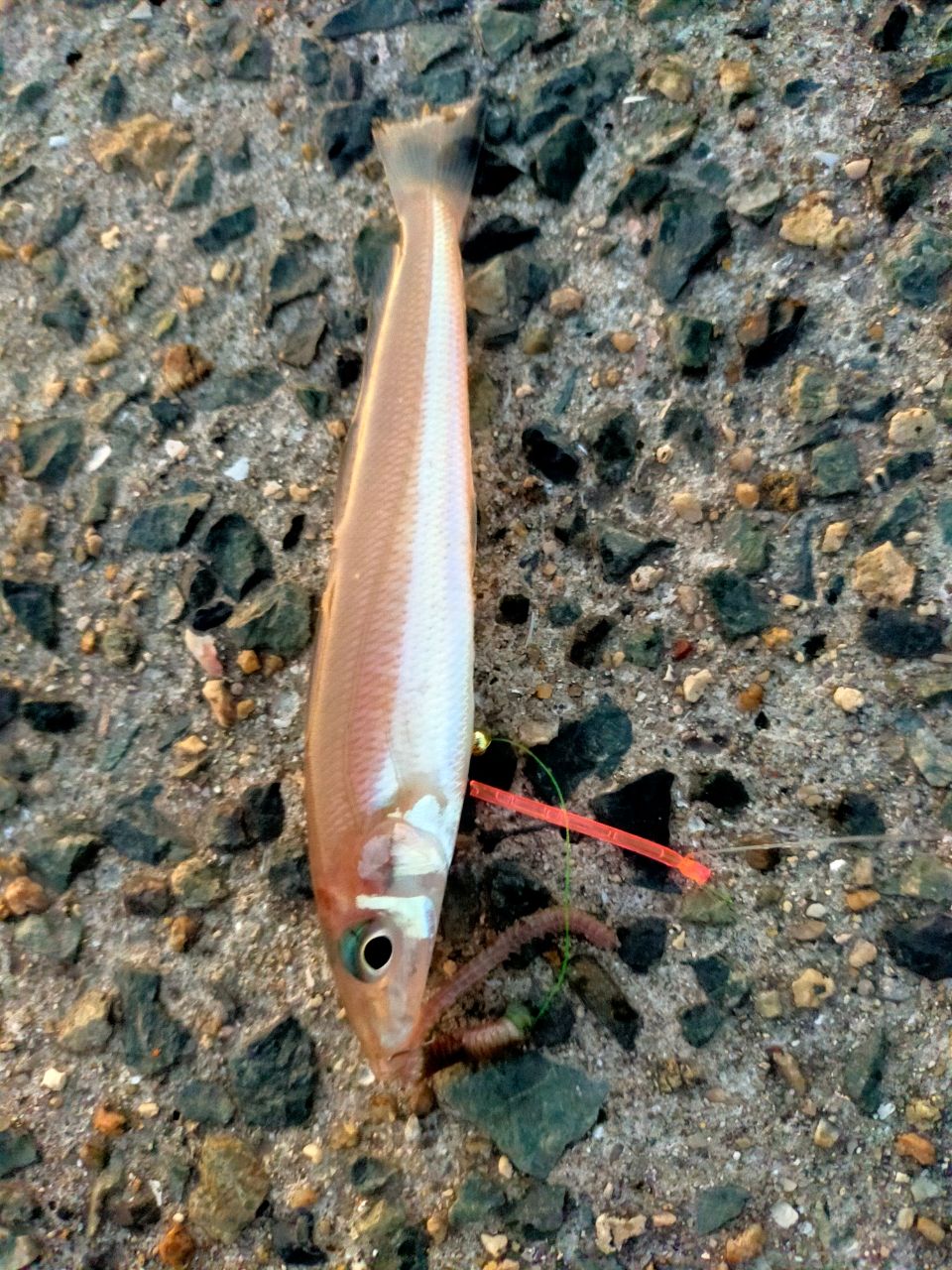 ハゼ