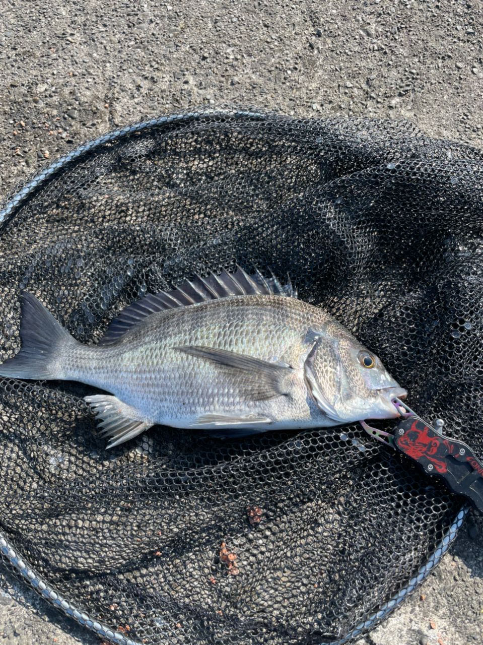 よしよし0929さんの釣果 2枚目の画像