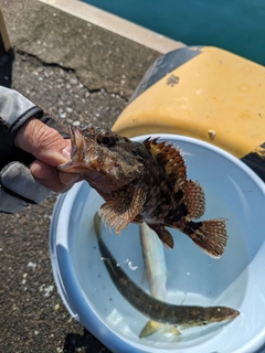 カマスの釣果