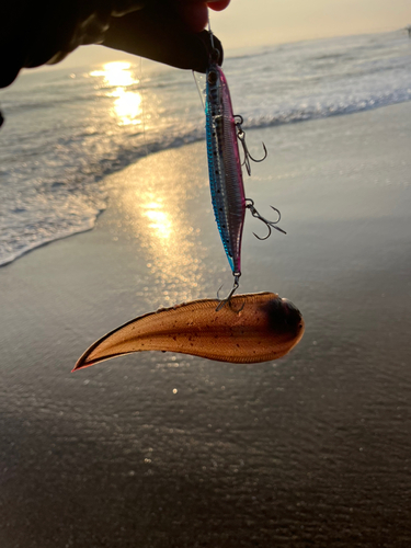 シタビラメの釣果