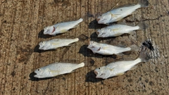 セイゴ(タイリクスズキ)の釣果