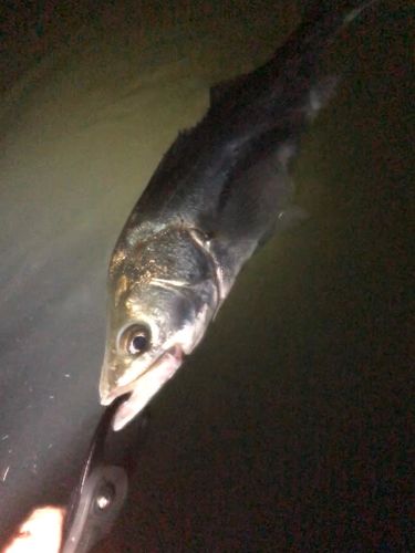 スズキの釣果