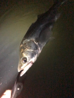 スズキの釣果