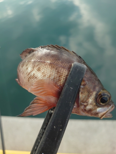 アカメバルの釣果