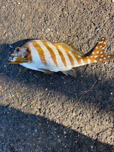 カワハギの釣果