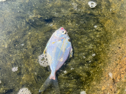 ヒイラギの釣果