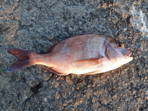 タイの釣果